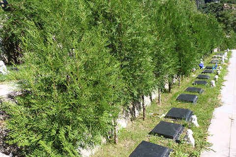 北京九公山陵园树葬价格：回归自然的安息之地